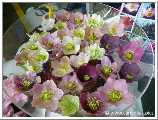 The owner also appreciates the hellebores. Here one of her compositions.