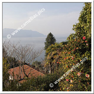 Jardin Privé - Un jardin en terrasses à Cannero Riviera (VB) - Italie