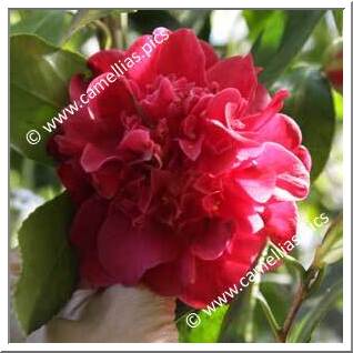 Camellia Japonica 'Aaron's Ruby'