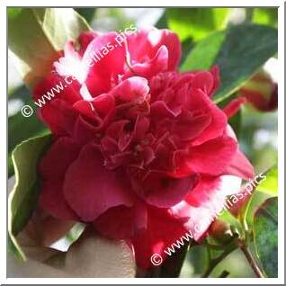 Camellia Japonica 'Aaron's Ruby'