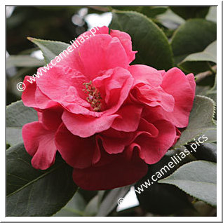 Camellia Hybrid C.reticulata  'Abbé Berlèse'