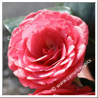 Camellia Japonica 'Abbé de Beaumont'