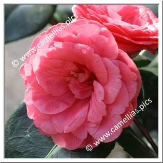 Camellia Japonica 'Abbé de Beaumont'