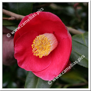 Camellia Japonica 'Acadie'