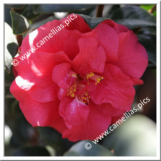 Camellia Japonica 'Ace of Hearts'