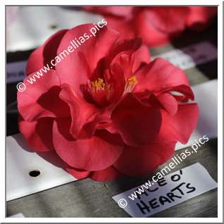 Camellia Japonica 'Ace of Hearts'