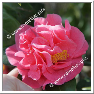Camellia Hybrid 'Ack-Scent'