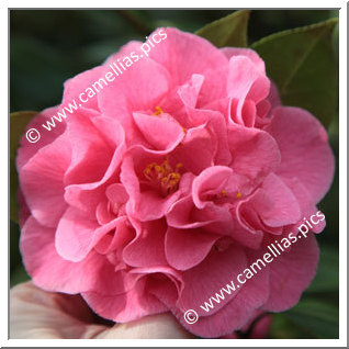 Camellia Hybrid 'Ack-Scent'