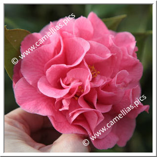 Camellia Hybrid 'Ack-Scent'