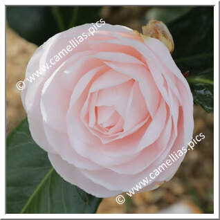 Camellia Japonica 'ACS Jubilee'