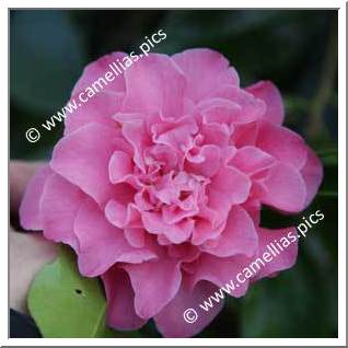 Camellia Japonica 'Ada Pieper'