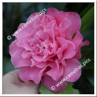 Camellia Japonica 'Ada Pieper'