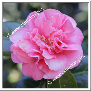 Camellia Japonica 'Adamastor'