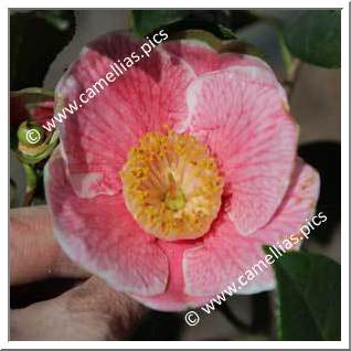 Camellia Japonica 'Adelina Patti'
