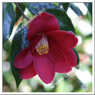 Camellia Japonica 'Adeyaka'