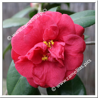 Camellia Japonica 'Adolphe Audusson'