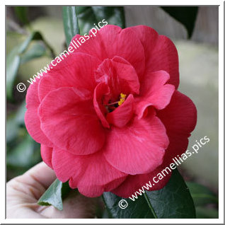 Camellia Japonica 'Adolphe Audusson'