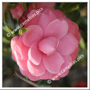 Camellia Japonica 'Adorabile'