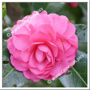 Camellia Hybrid 'Adorable'