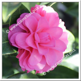 Camellia Hybrid 'Adorable'