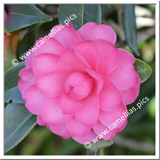 Camellia Hybride 'Adorable'