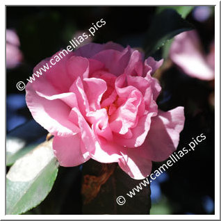 Camellia Sasanqua 'Agnes O. Solomon'