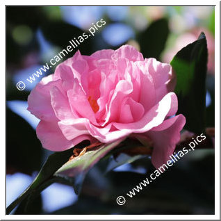 Camellia Sasanqua 'Agnes O. Solomon'