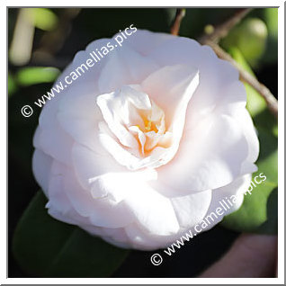 Camellia Japonica 'Ai-no-izumi'