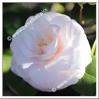 Camellia Japonica 'Ai-no-izumi'