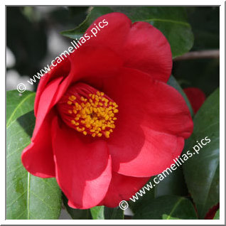 Camellia Japonica 'Aitonia'