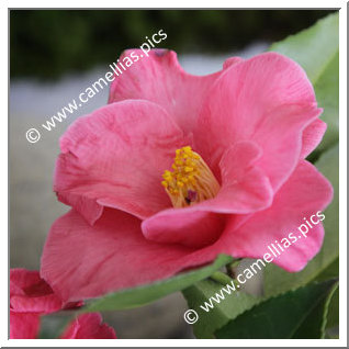 Camellia Japonica 'Aitonia (Magnolia)'