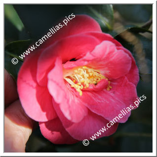 Camellia Sasanqua 'Aka-egao'