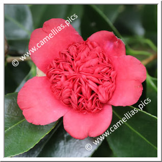 Camellia Japonica 'Aka-koshimino'