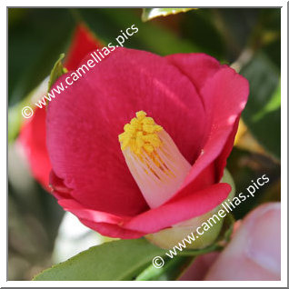 Camellia Japonica 'Akadera'