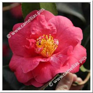 Camellia Japonica 'Akashigata'