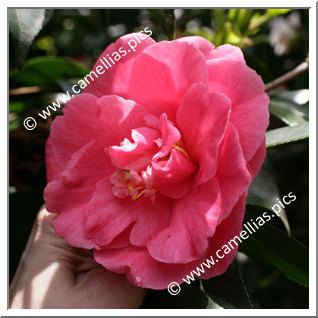 Camellia Japonica 'Akashigata'