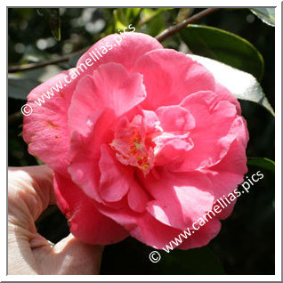 Camellia Japonica 'Akashigata'