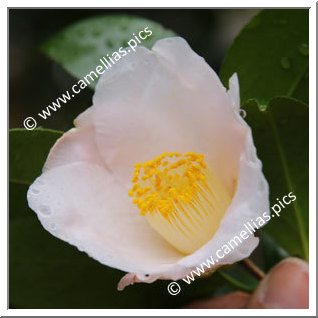 Camellia Japonica 'Akatsuki'