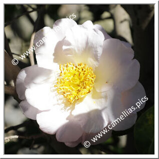 Camellia Camellia Japonica de Higo 'Akatsuki-no-kaori'