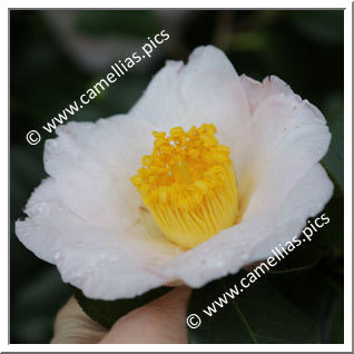 Camellia Japonica 'Akebono (Dawn)'