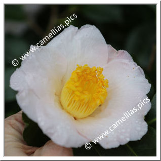 Camellia Japonica 'Akebono (Dawn)'