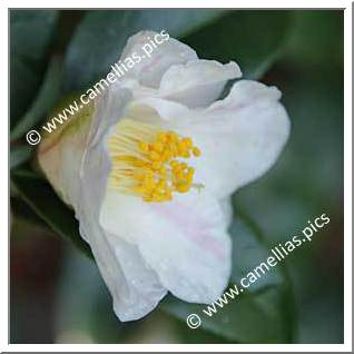 Camellia Japonica 'Aki-no-yama'