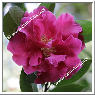 Camellia Hybride C.reticulata 'Al Gunn'