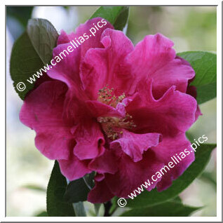 Camellia Hybrid C.reticulata  'Al Gunn'