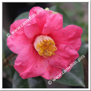 Camellia Japonica 'Alain Barbe-Torte'