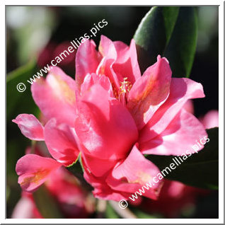 Camellia Japonica 'Mark Alan Variegated'