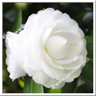 Camellia Japonica 'Alba Delecta'