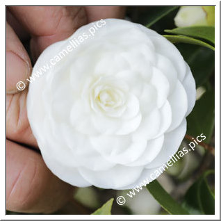 Camellia Japonica 'Alba Insignis'