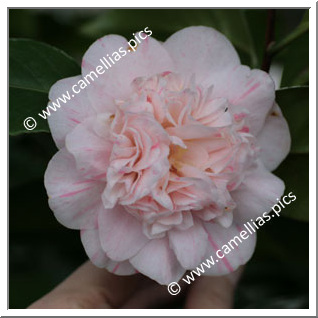 Camellia Japonica 'Alba Lineata'