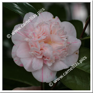 Camellia Japonica 'Alba Lineata'